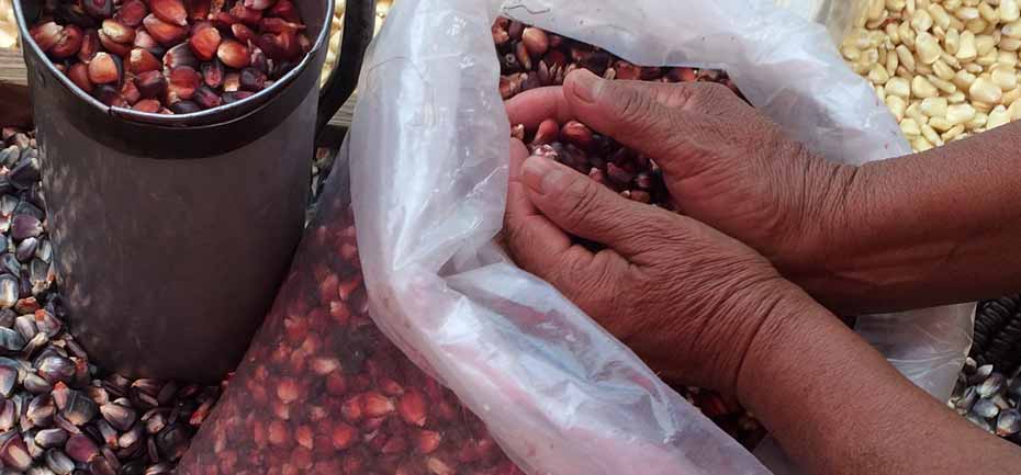 Tianguis de Tepoztlán, variedad morelense