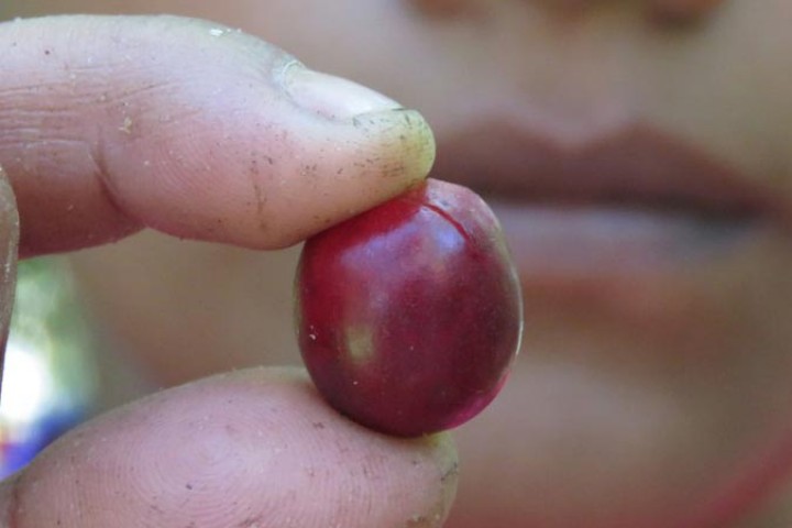 Cosecha 2016 siete buenos cafés mexicanos y sus caficultores