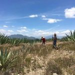 Un viaje en busca del gusano de maguey en Oaxaca