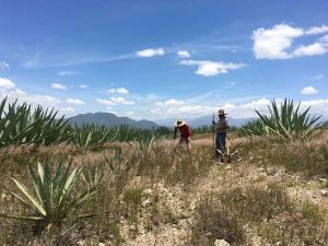 Un viaje en busca del gusano de maguey en Miahuatlán, Oaxaca