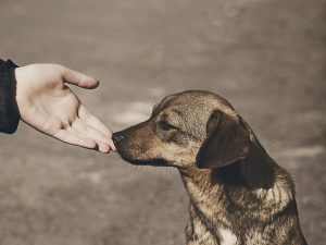 ayudar a los animales afectados por el sismo