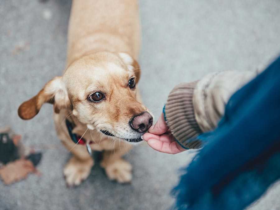 ¿Por qué dicen que es mejor adoptar perros que comprarlos?