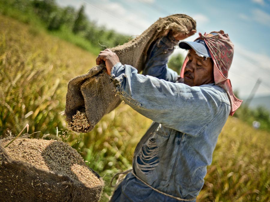 Arroz de Morelos, apoya a los productores de este estado Foto: morelos.gob.mx