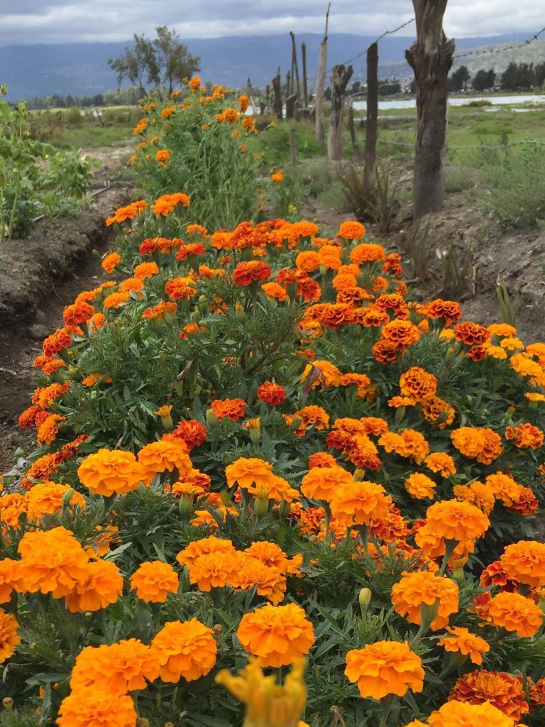 Los cultivos de Julieta Ruiz Cedillo, propietaria del vivero Dalias & Julietas Foto: Cortesía