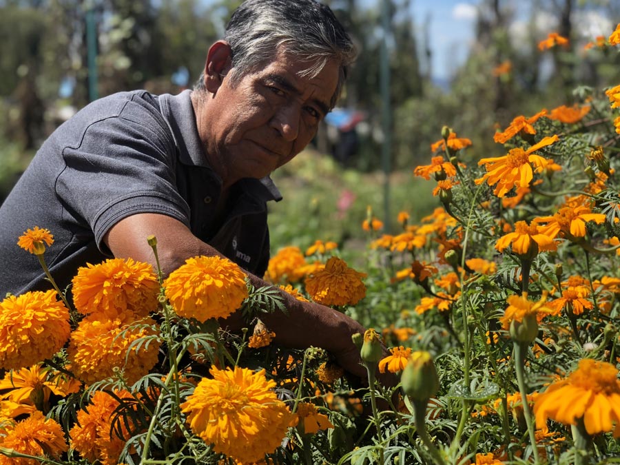 El cempasúchil de San Gregorio: flores para Día de Muertos en Xochimilco