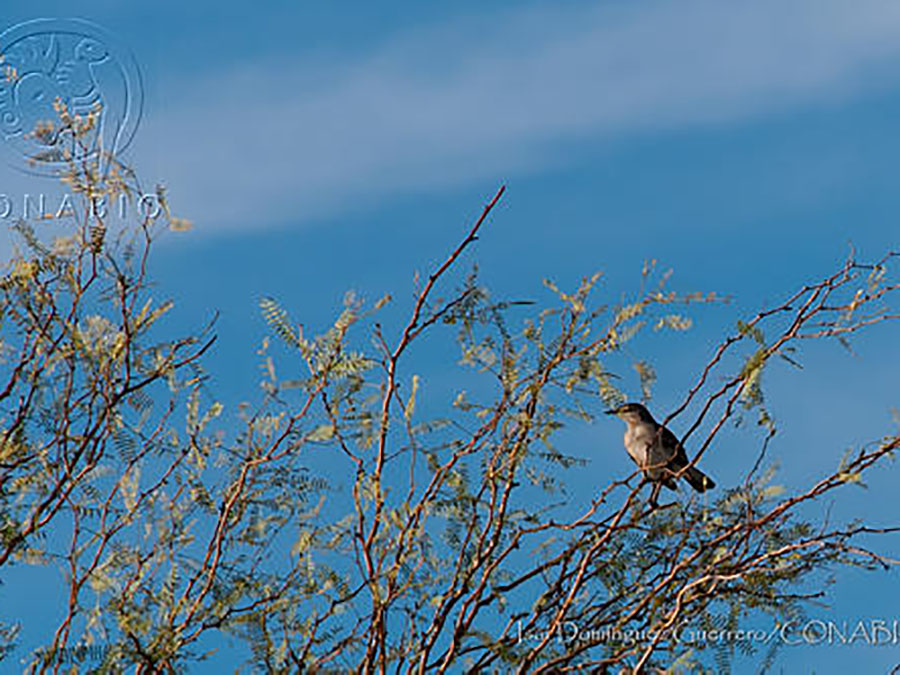 ¿Qué aves viven en México? Un archivo sonoro, esculturas y apps para descubrirlo