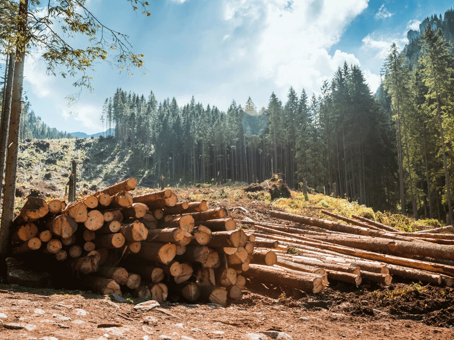  La madera sustentable tiene un proceso detrás que cuida el medioambiente.