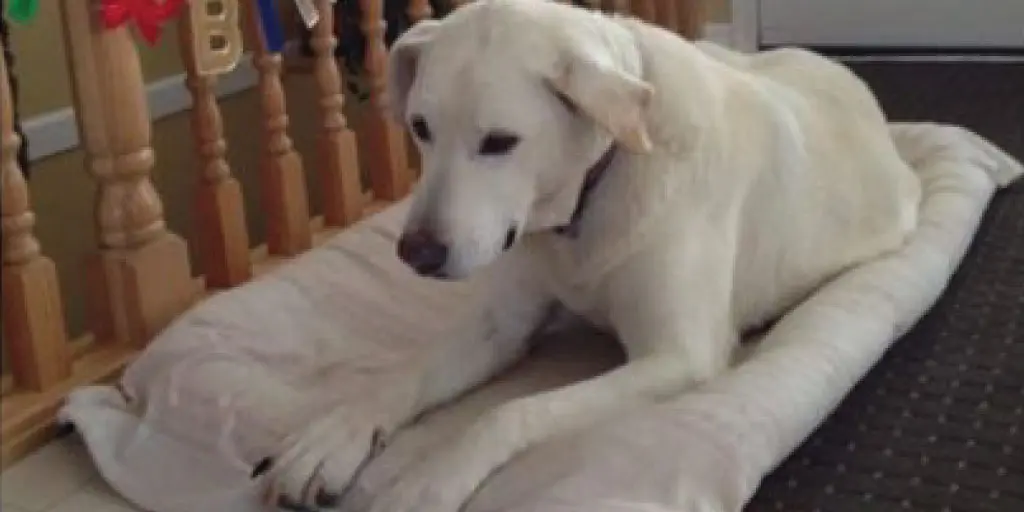 ¿Tu perro sufre cuando te vas? Consejos para reducir su ansiedad