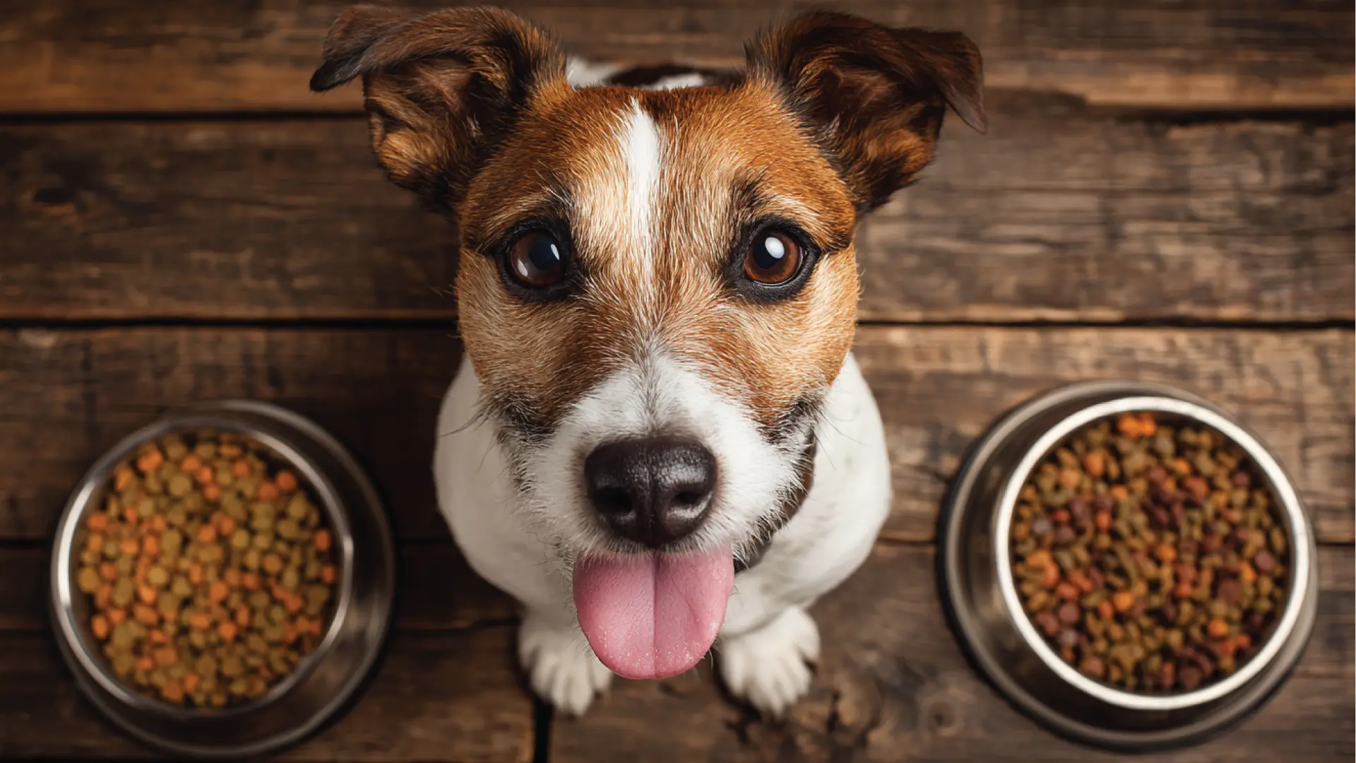 Mejores croquetas para perro en México: Guía con Profeco y veterinarios