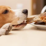 ¡Cuidado con lo que le das de comer! 10 alimentos prohibidos para tu mascota (y qué ofrecerle en su lugar)