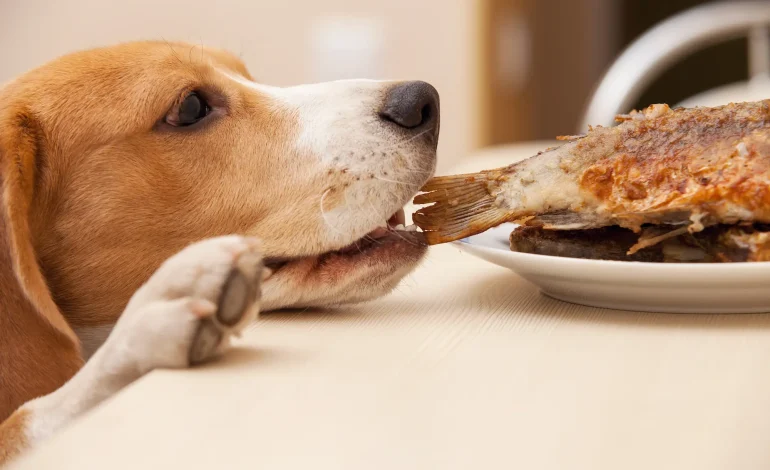 ¡Cuidado con lo que le das de comer! 10 alimentos prohibidos para tu mascota (y qué ofrecerle en su lugar)