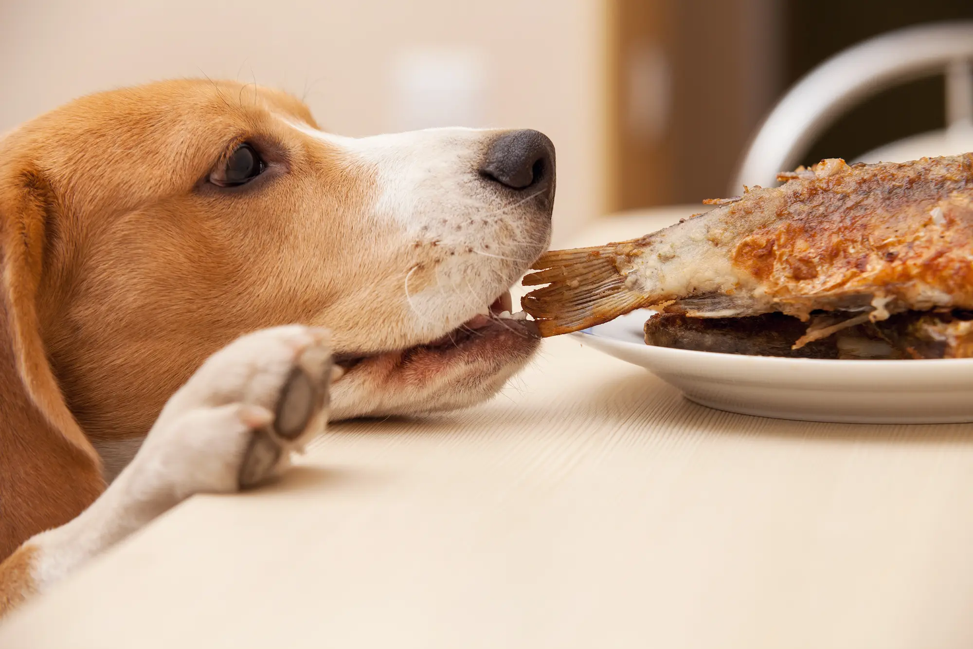 ¡Cuidado con lo que le das de comer! 10 alimentos prohibidos para tu mascota (y qué ofrecerle en su lugar)