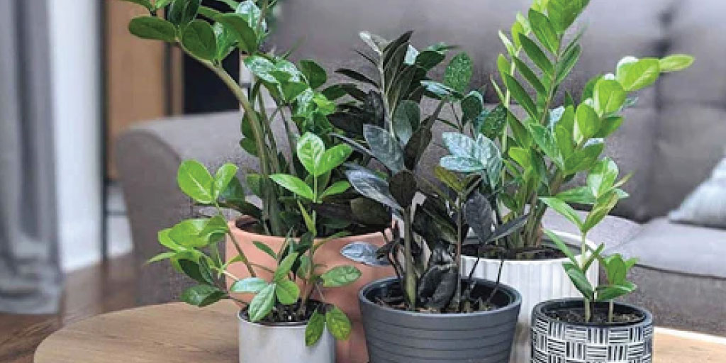 ZZ PLANT en maceta - planta de interior indestructible 2025