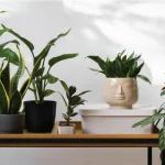 Plantas de interior indestructibles 2025: las 7 mejores y dónde comprarlas