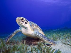 Acuario Cet Mar