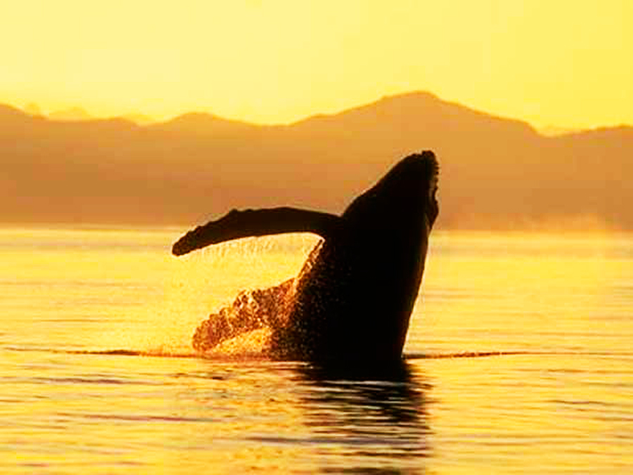 El viaje de la Ballena Gris a Los Cabos