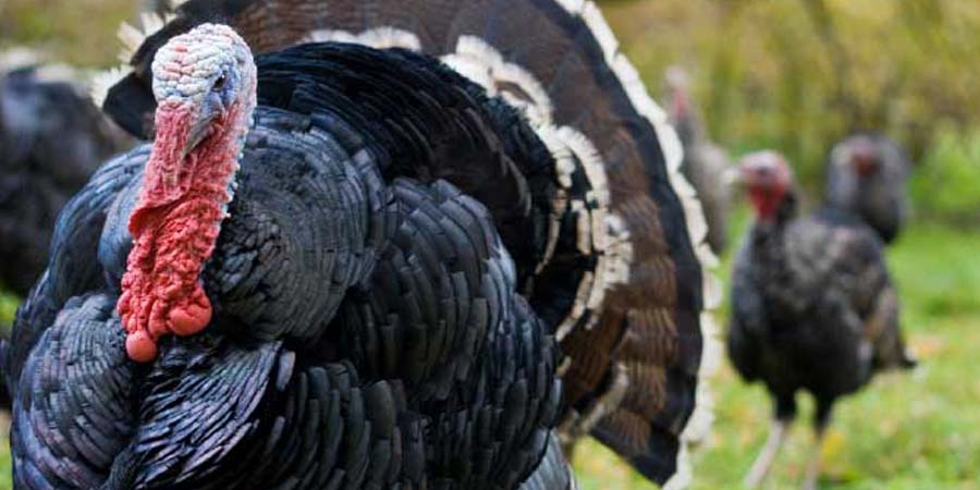 Guajolote o pavo, un ave presente en la cocina mexicana