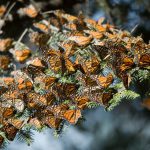 Mariposas Monarca en Michoacán