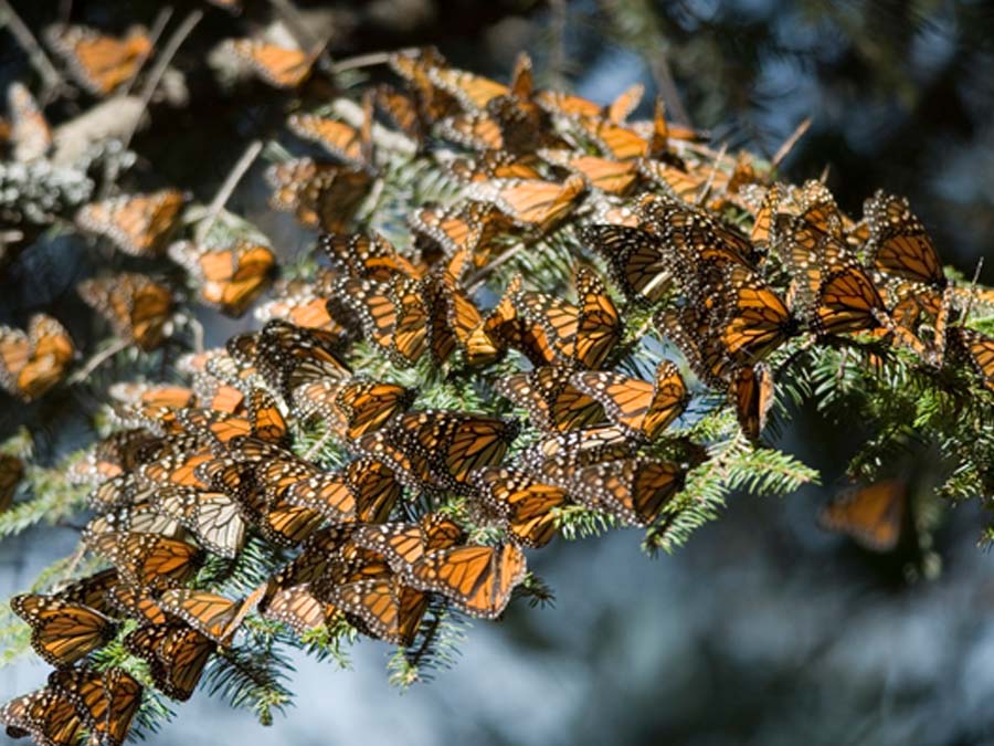 Mariposas Monarca en Michoacán