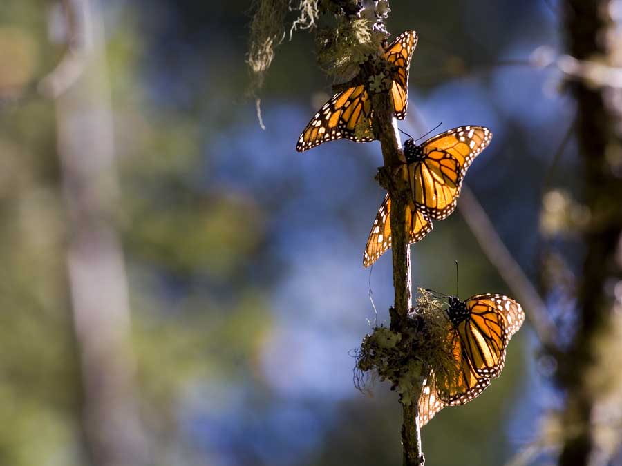 Qué, cómo y cuándo de la Mariposa Monarca