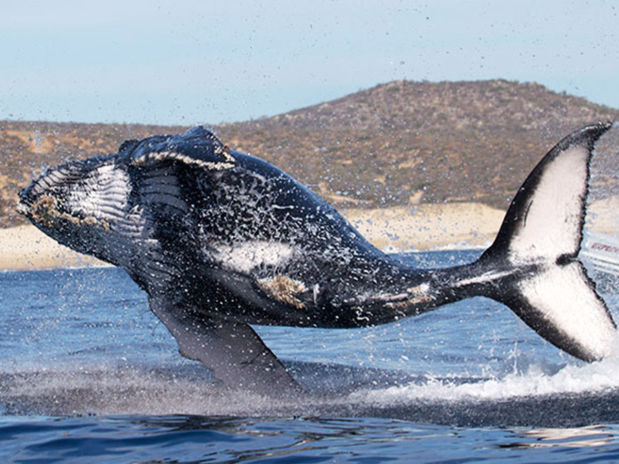 Avistamiento de ballenas en Baja California