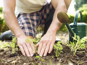 Huerto Romita, una alternativa verde para tu hogar