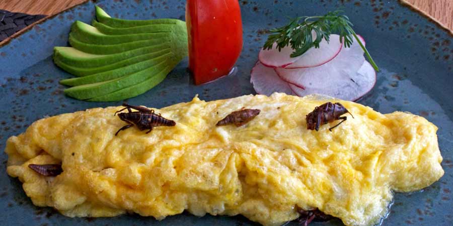 omelette chapulines