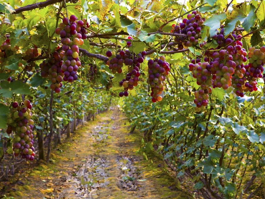 Vinos tradicionales en Aguascalientes