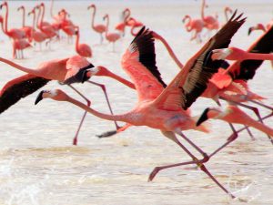 Reserva de la Biosfera Ría Celestún