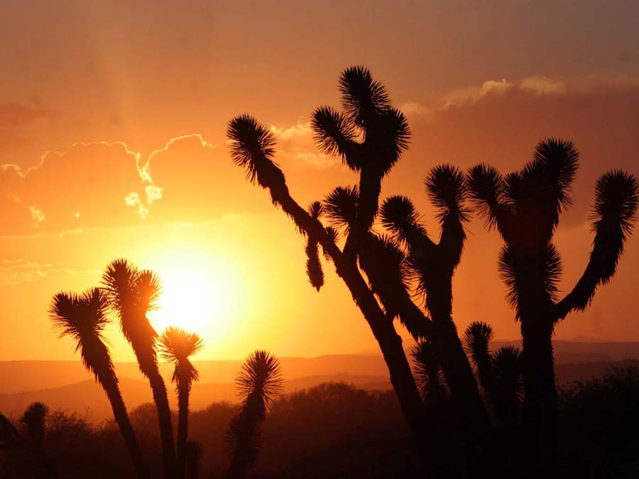 El Desierto de Sonora