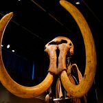 Museo del Mamut, un viaje al pasado