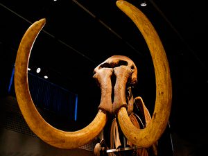 Museo del Mamut, un viaje al pasado