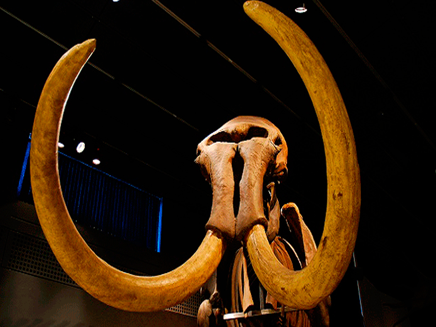 Museo del Mamut, un viaje al pasado