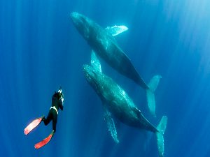 Buceo con tiburones en Playa del Carmen