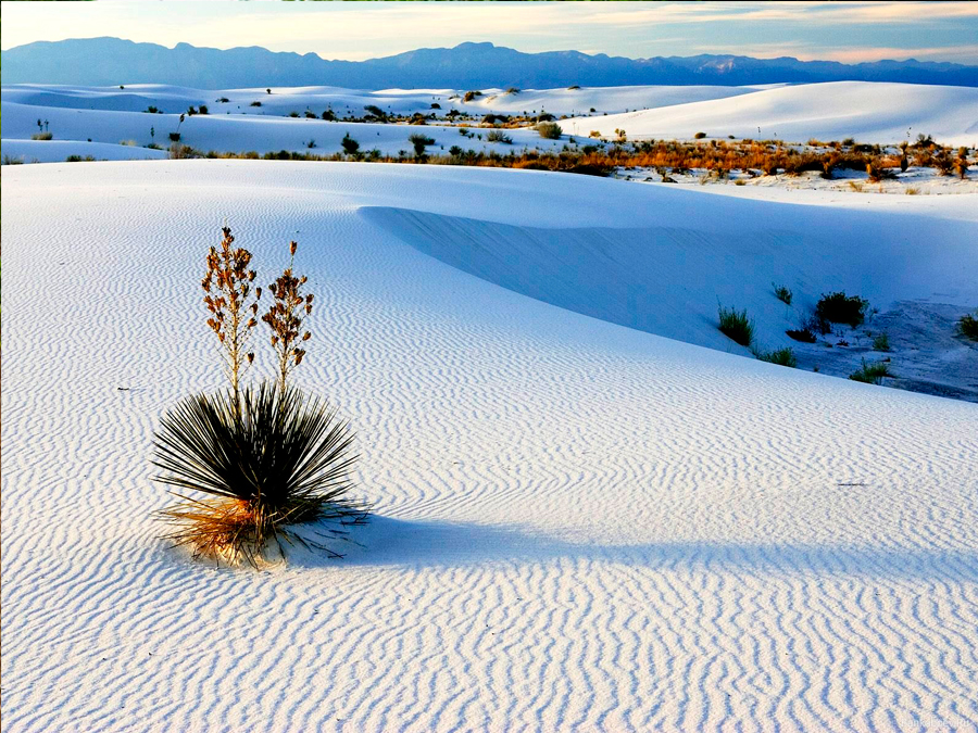 Dunas de Yeso en Cuatro Ciénegas