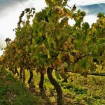 Ruta del vino en Guanajuato