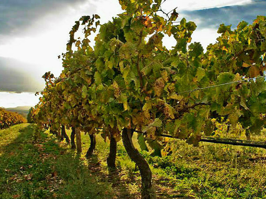 Ruta del vino en Guanajuato