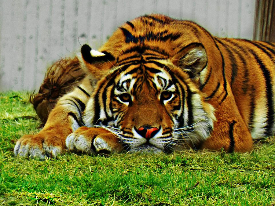 Zoológico Guadalajara