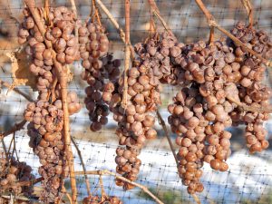 Ice Wine: delicado, dulce y fragante