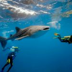 Desfiles y deportes acuáticos en el Festival del Tiburón Ballena