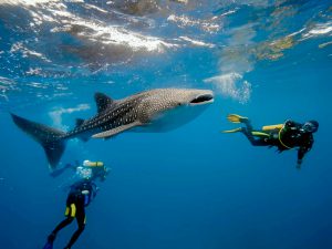 Desfiles y deportes acuáticos en el Festival del Tiburón Ballena