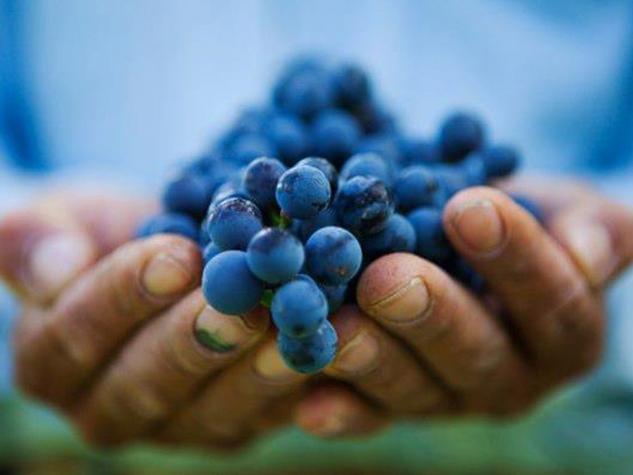 cuna de tierra vinos guanajuato