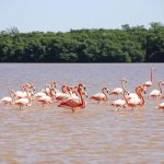 Ría Lagartos y la Colorada, magia en el agua de Yucatán