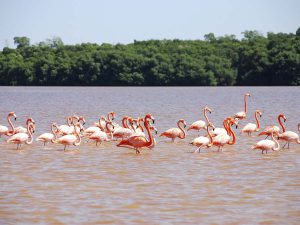 Ría Lagartos y la Colorada, magia en el agua de Yucatán