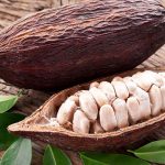 Del cacao al chocolate, una exposición de Tabasco en Monterrey