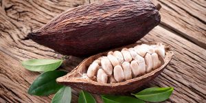 Del cacao al chocolate, una exposición de Tabasco en Monterrey