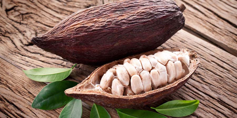 Exposición sobre cacao en Monterrey.