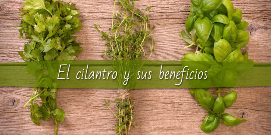 Cilantro y sus beneficios