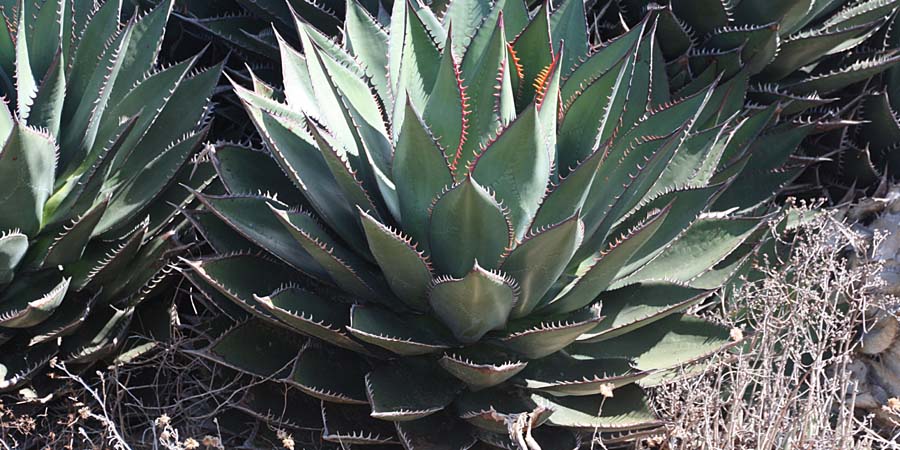 Encuentro Agave México 2014 en Oaxaca