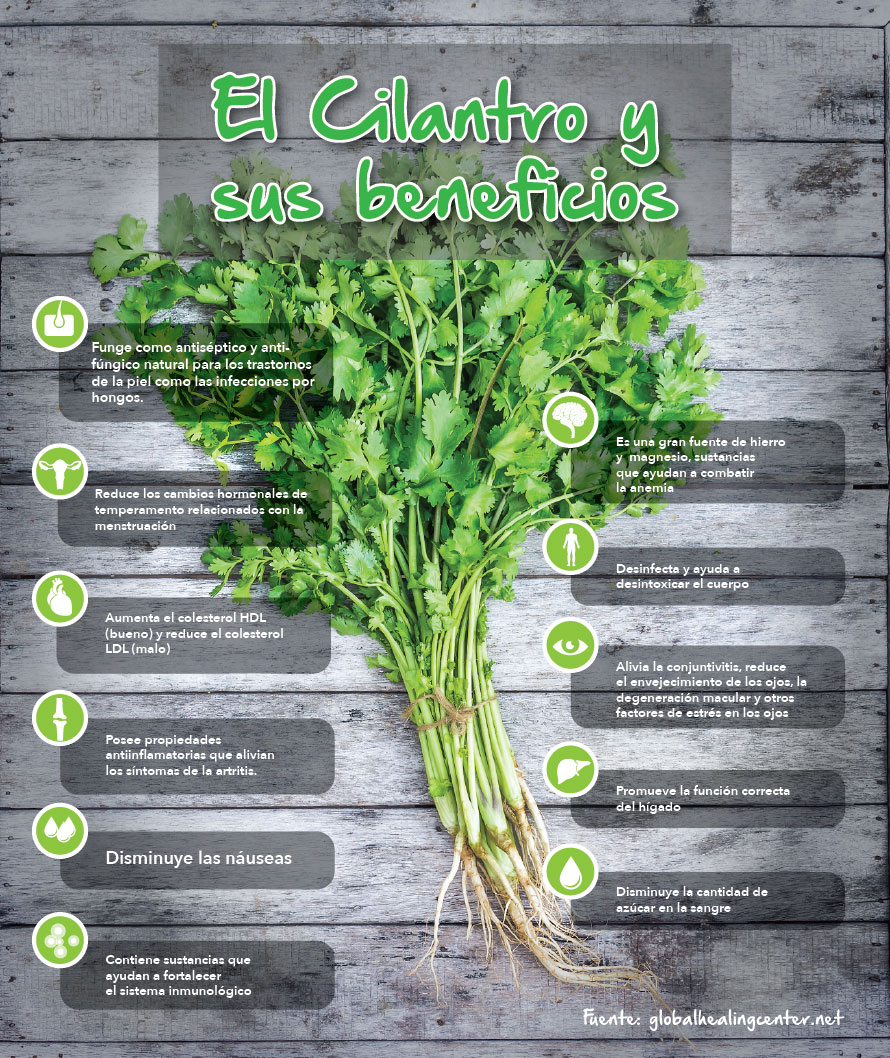 infografia_cilantro